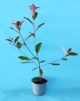 photinia m15 (R)